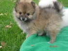 SE VENDE ULTIMA HEMBRA POMERANIA - mejor precio | unprecio.es