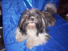 SHIH TZU en venta cachorros - mejor precio | unprecio.es