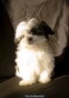 shih tzus preciosos cachorros a 300 negociables - mejor precio | unprecio.es
