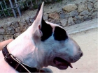Vendo Bull Terrier Inglés (Importado de Inglaterra) - mejor precio | unprecio.es
