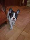 VENDO BULLDOG FRANCES - mejor precio | unprecio.es