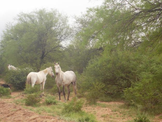 Vendo Campo en la Rioja, Argentina