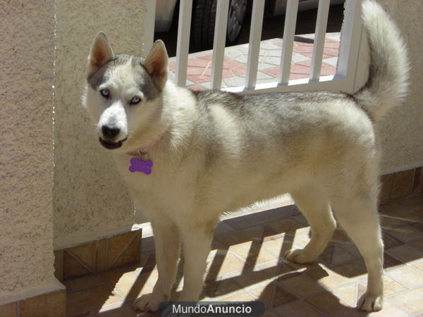 Vendo husky siberiano (Hembra)