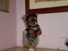 YORKSHIRE TERRIER A  400 EUROS TAMAÑO TOY - mejor precio | unprecio.es