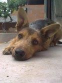 ADOPTA A MANOLO VA A TERMINAR SU CORTA VIDA EN LA PERRERA,  DONDE SERA SACRIFICADO , ES MUY BUENO Y CARIÑOSO.