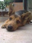 ADOPTA A MANOLO VA A TERMINAR SU CORTA VIDA EN LA PERRERA,  DONDE SERA SACRIFICADO , ES MUY BUENO Y CARIÑOSO. - mejor precio | unprecio.es