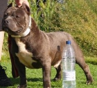 AMERICAN BULLY - mejor precio | unprecio.es