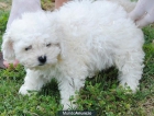 BICHON FRISE 300€ - mejor precio | unprecio.es