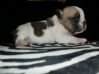 BULLDOG FRANCES HEMBRA FAWN - mejor precio | unprecio.es