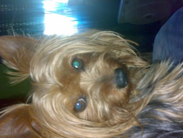 busco novia peso 3 kilos y sou de barcelona