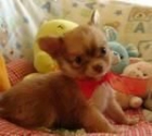 CACHORROS DE CHIHUAHUA MINI - mejor precio | unprecio.es