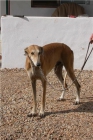 Galgo de 4 años busca hogar, maltratado y aterrorizado - mejor precio | unprecio.es
