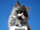 gato persa de 2 meses. - mejor precio | unprecio.es