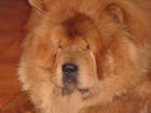 regalo perro chow chow - mejor precio | unprecio.es