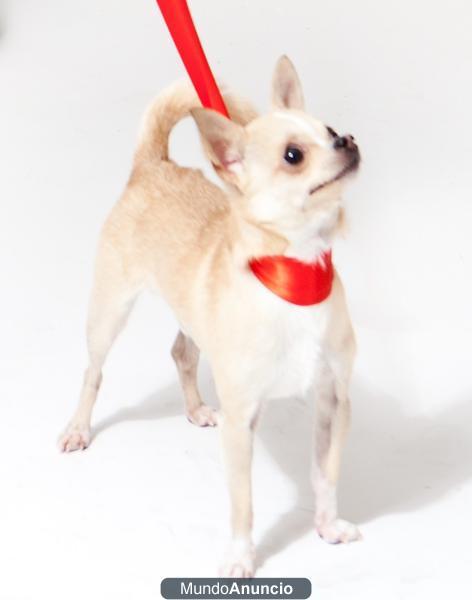 se ofrece chihuahua para monta