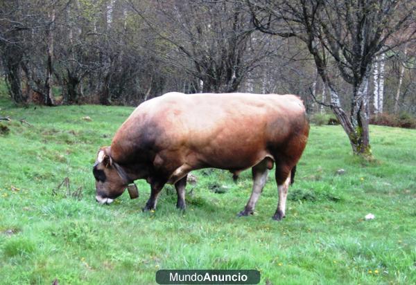 Toro Asturiana de los Valles