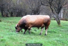 Toro Asturiana de los Valles - mejor precio | unprecio.es