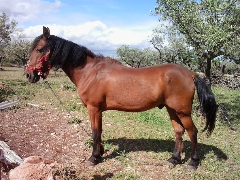 vendo caballo