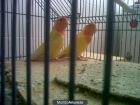 vendo pareja d agapornis - mejor precio | unprecio.es
