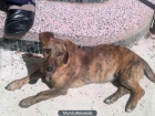 Salchi, jovencita en adopción. - mejor precio | unprecio.es