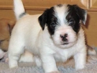 130 Jack Russel hembra cachorro para cualquier amante de la casa. - mejor precio | unprecio.es