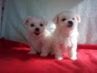 ANGELES BLANCOS DE LA SUERTE BICHON MALTES - mejor precio | unprecio.es