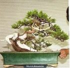 bonsai sabina rastrera - mejor precio | unprecio.es
