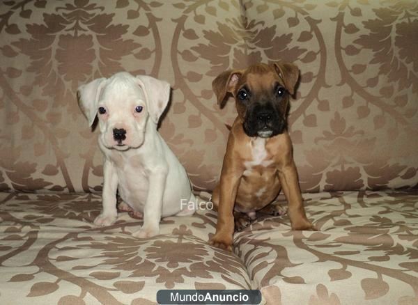 Cachorro BOXER... Calidad