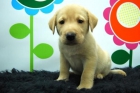 camada de labrador, cachorros con dos meses - mejor precio | unprecio.es
