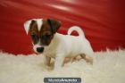 Excelentes cachorros de Jack Russell terrier listos para entregar - mejor precio | unprecio.es