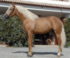 Kane es un Caballo Frisón en venta. - mejor precio | unprecio.es