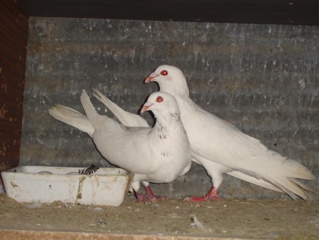 Palomas de Fantasia