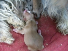 Regalo 4 cachorros nacidos el 2 de mayo de 2011 - mejor precio | unprecio.es