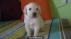 Se venden Golden Retriever - mejor precio | unprecio.es