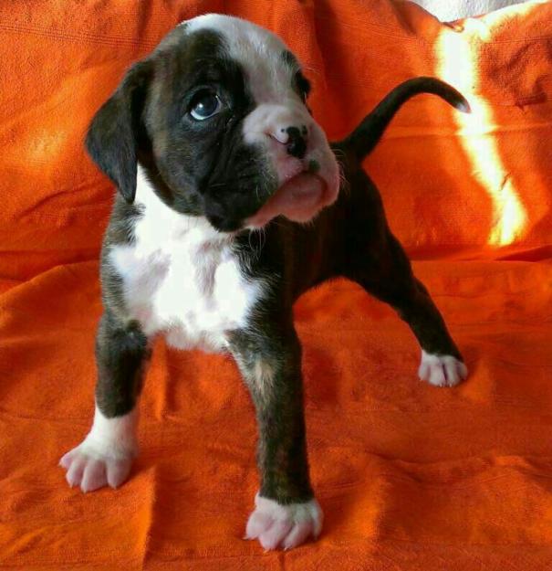 venta de boxer
