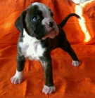 venta de boxer - mejor precio | unprecio.es