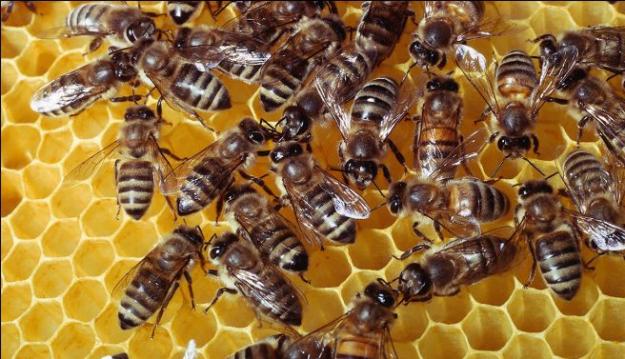 Retirada eliminación enjambres de abejas y avispas