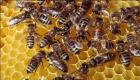 Retirada eliminación enjambres de abejas y avispas - mejor precio | unprecio.es
