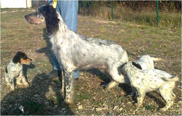 Ultimos Cachorros de Setter Inglés