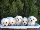 BICHON MALTES, MACHOS DE 2 MESES, 350 EUROS - mejor precio | unprecio.es