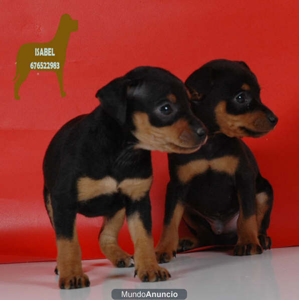 Cachorritos de Mini Pincher ¡GARANTIA Y SERIEDAD!