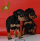 Cachorritos de Mini Pincher ¡GARANTIA Y SERIEDAD! - mejor precio | unprecio.es