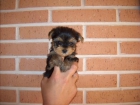 cachorritos de yorkshire terrier con pedigri(loe) - mejor precio | unprecio.es