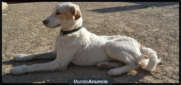 cachorro en ADOPCION