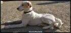 cachorro en ADOPCION - mejor precio | unprecio.es