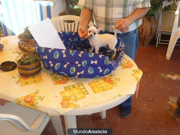 cachorros de chihuahua con mas de 4 meses con o sin pedegri vacunados pelo corto son blancos