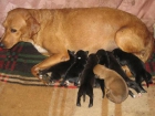Cachorros mediano-grande buscan hogar - mejor precio | unprecio.es