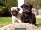 Carlinos muy guapos juguetones con pedigree y garantía 300€ - mejor precio | unprecio.es