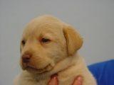 labradores