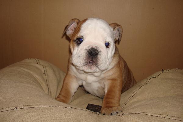 MIRA  QUE  BULLBOG  INGLES